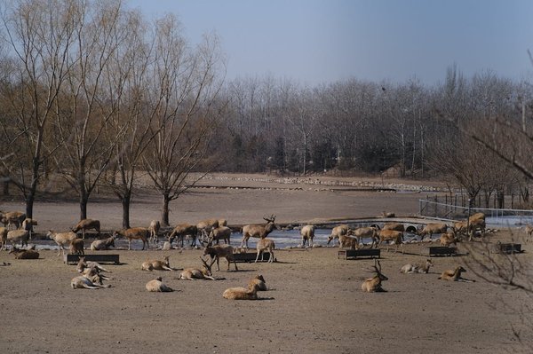 What are the best options for budget-friendly wildlife spotting in the Scottish Highlands?