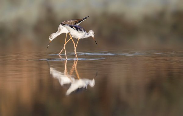 What are the best options for holiday rentals in the Lake District for birdwatching tours?